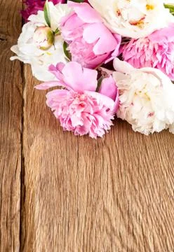 Colored peonies Stock-Fotos