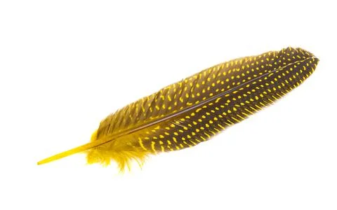 Colored pheasant feathers isolated Stock Photos