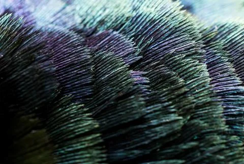 Colored pheasant feathers with a visible texture. background Stock Photos