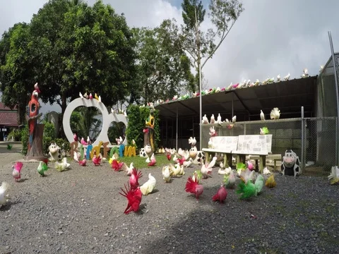 Colored pigeons in the park Stock Footage 72649947