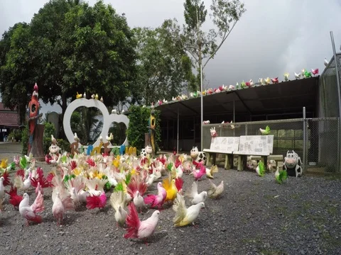 Colored pigeons walk Stock Footage 72649897