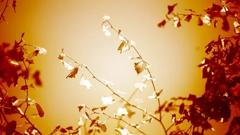 Colored poplar leaves Stock Footage 83584182