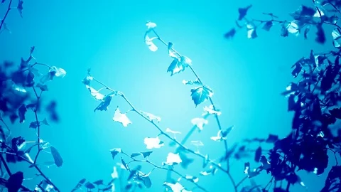 Colored poplar leaves Stock Footage 83587362