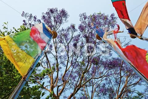Colored prayerful flags in front of blue sky and tree branches, pokhara, nepa Stock Photos