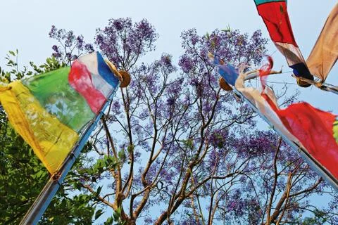 Colored prayerful flags in front of blue sky and tree branches, pokhara, nepa Stock Photos