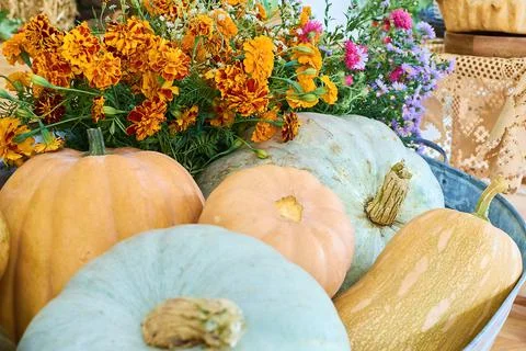 Colored pumpkins in rustic iron crate with summer flowers Stock Photos