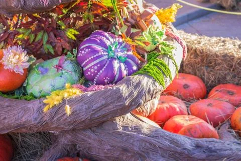 Colored pumpkins wrapped with a gift for halloween Stock Photos