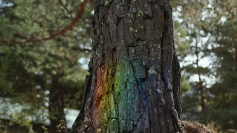 Colored rainbow flare walks on tree bark in a forest or park at daytime Stock Footage 194379174
