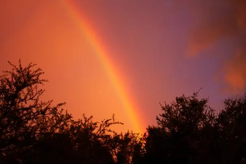 A colored rainbow in the sky between trees with copy space Stock Photos