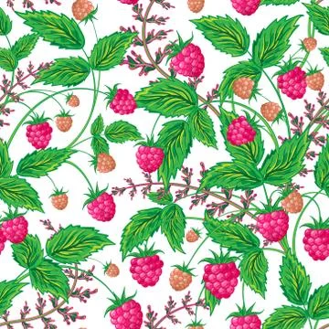 Colored raspberries seamless pattern. Seamless pattern with colored hand draw Illustrazione stock