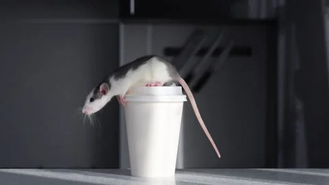 Colored Rat on the countertop in the kitchen Stock Footage 263869361