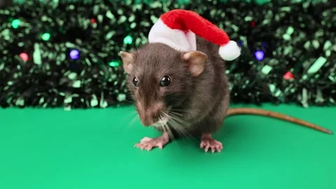 Colored rat on a green background. Mouse among toy Christmas trees Stock Footage 291955997