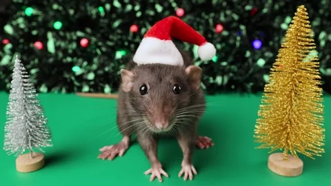 Colored rat on a green background. Mouse among toy Christmas trees Stock Footage 291956136