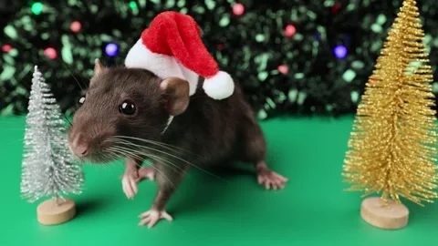 Colored rat on a green background. Mouse among toy Christmas trees Stock Footage 291956294