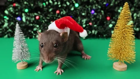 Colored rat on a green background. Mouse among toy Christmas trees Stock Footage 291956587