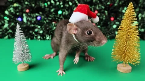 Colored rat on a green background. Mouse among toy Christmas trees Stock Footage 291956630
