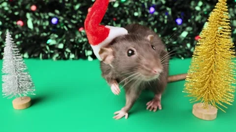 Colored rat on a green background. Mouse among toy Christmas trees Stock Footage 291956698