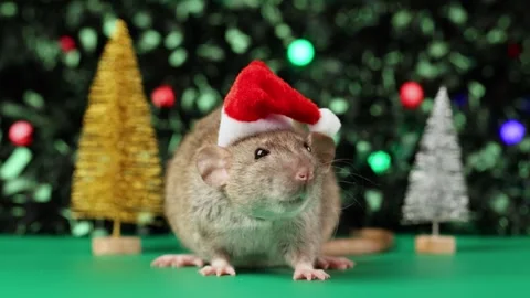 Colored rat on a green background. Mouse among toy Christmas trees Stock Footage 291956831