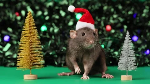 Colored rat on a green background. Mouse among toy Christmas trees Stock Footage 291957016