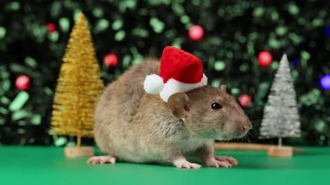 Colored rat on a green background. Mouse among toy Christmas trees Stock Footage 291957198