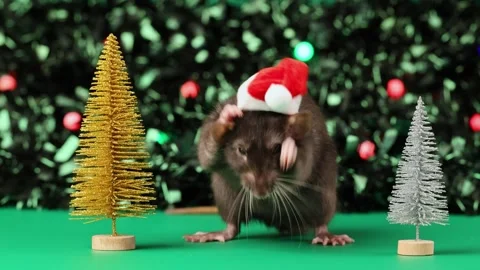 Colored rat on a green background. Mouse among toy Christmas trees Stock Footage 291957307