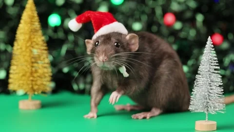 Colored rat on a green background. Mouse among toy Christmas trees Stock Footage 291957460