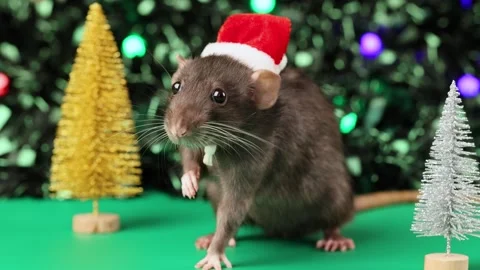 Colored rat on a green background. Mouse among toy Christmas trees Stock Footage 291957581