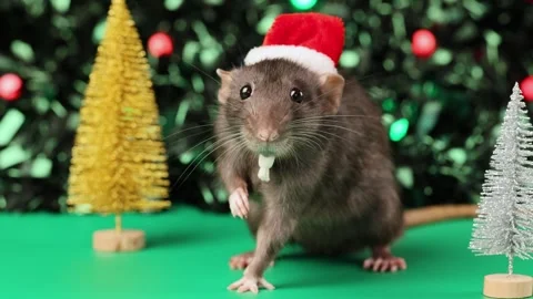 Colored rat on a green background. Mouse among toy Christmas trees Stock Footage 291957775