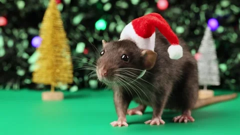 Colored rat on a green background. Mouse among toy Christmas trees Stock Footage 291957983