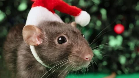 Colored rat on a green background. Mouse among toy Christmas trees Stock Footage 291958097