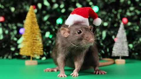 Colored rat on a green background. Mouse among toy Christmas trees Stock Footage 291958378