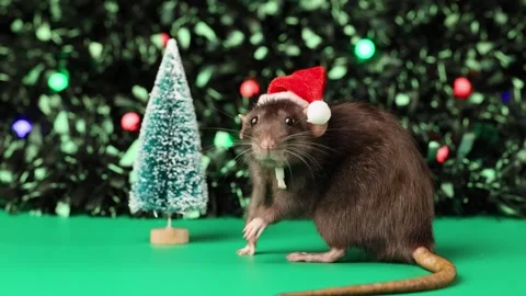 Colored rat on a green background. Mouse among toy Christmas trees Stock Footage 291958723