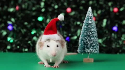 Colored rat on a green background. Mouse among toy Christmas trees Stock Footage 291958909