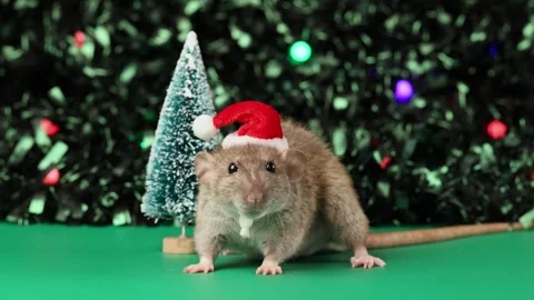 Colored rat on a green background. Mouse among toy Christmas trees Stock Footage 291959011