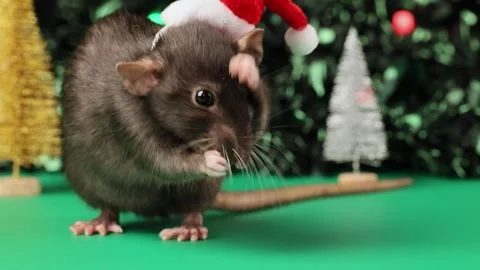 Colored rat on a green background. Mouse among toy Christmas trees Stock Footage 291959156