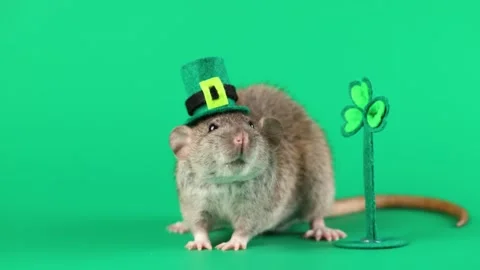 Colored rat on a green background. Mouse in a top hat celebrates the holiday Stock Footage 296007009