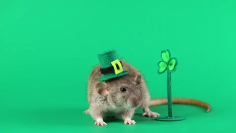 Colored rat on a green background. Mouse in a top hat celebrates the holiday Stock Footage 296007029