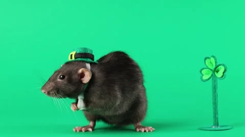 Colored rat on a green background. Mouse in a top hat celebrates the holiday Stock Footage 296007129