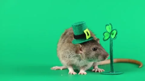 Colored rat on a green background. Mouse in a top hat celebrates the holiday Stock Footage 296007130