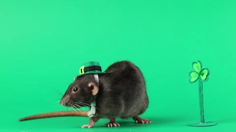 Colored rat on a green background. Mouse in a top hat celebrates the holiday Stock Footage 296007187
