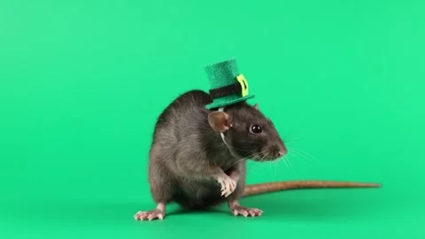 Colored rat on a green background. Mouse in a top hat celebrates the holiday Stock Footage 296007240