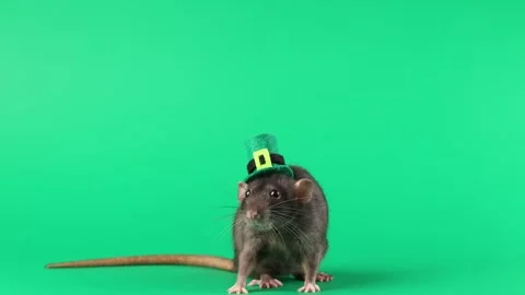 Colored rat on a green background. Mouse in a top hat celebrates the holiday Stock Footage 296007260
