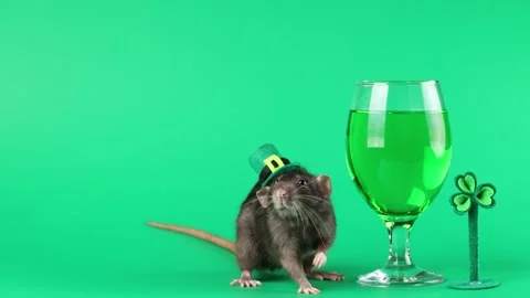 Colored rat on a green background. Mouse in a gentleman's top hat of Leprechaun. Stock Footage 296007281
