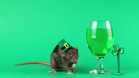 Colored rat on a green background. Mouse in a gentleman's top hat of Leprechaun. Stock Footage 296007329
