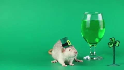 Colored rat on a green background. Mouse in a gentleman's top hat of Leprechaun. Stock Footage 296007383