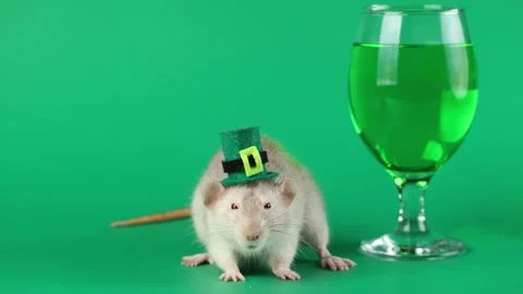 Colored rat on a green background. Mouse in a gentleman's top hat of Leprechaun. 스톡 동영상 296007442