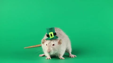 Colored rat on a green background. Mouse in a top hat celebrates the holiday 動画素材 296007477