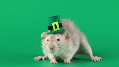 Colored rat on a green background. Mouse in a top hat celebrates the holiday 動画素材 296007538