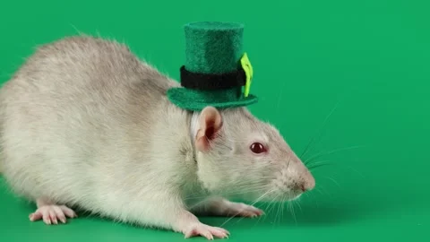 Colored rat on a green background. Mouse in a top hat celebrates the holiday 스톡 동영상 296007598