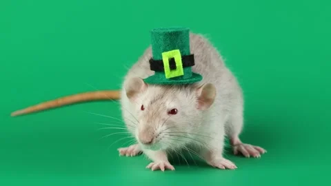 Colored rat on a green background. Mouse in a top hat celebrates the holiday 스톡 동영상 296007639